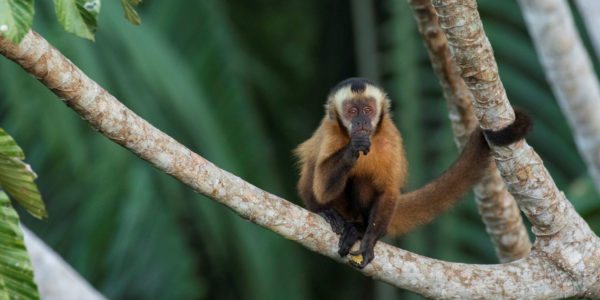 brown-capuchin-peru