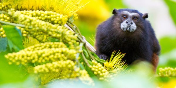 saddle-backed-tamarin-peru