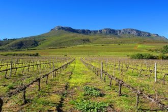 Southafrica_Vineyard