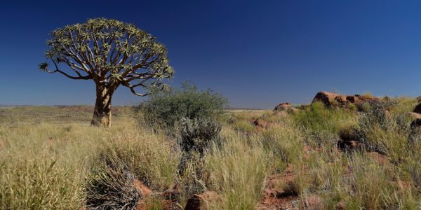 kalahari-quiver-tree-botswana