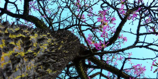 kapok-tree-ceiba-pentandra-colombia