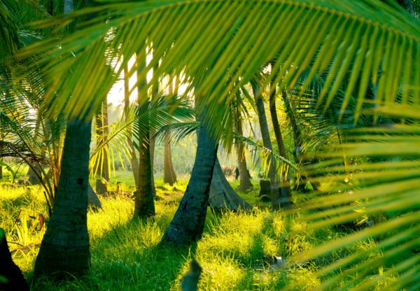 rain-forest-sri-lanka