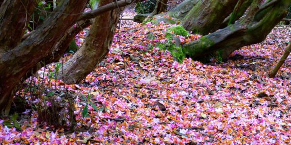 rhododendron-nepal