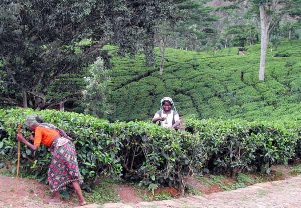 sri-lanka-tea-picking