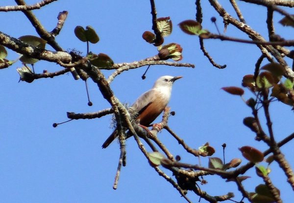 starling-bird-singharaja-sri-lanka