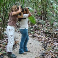 Rainforest-wildlife-spotting-Panama