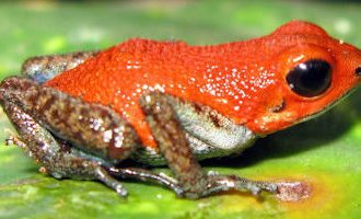 dendrobates-pumilio-Panama