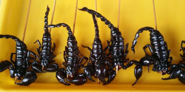 food-china-scorpion-chinese-snack