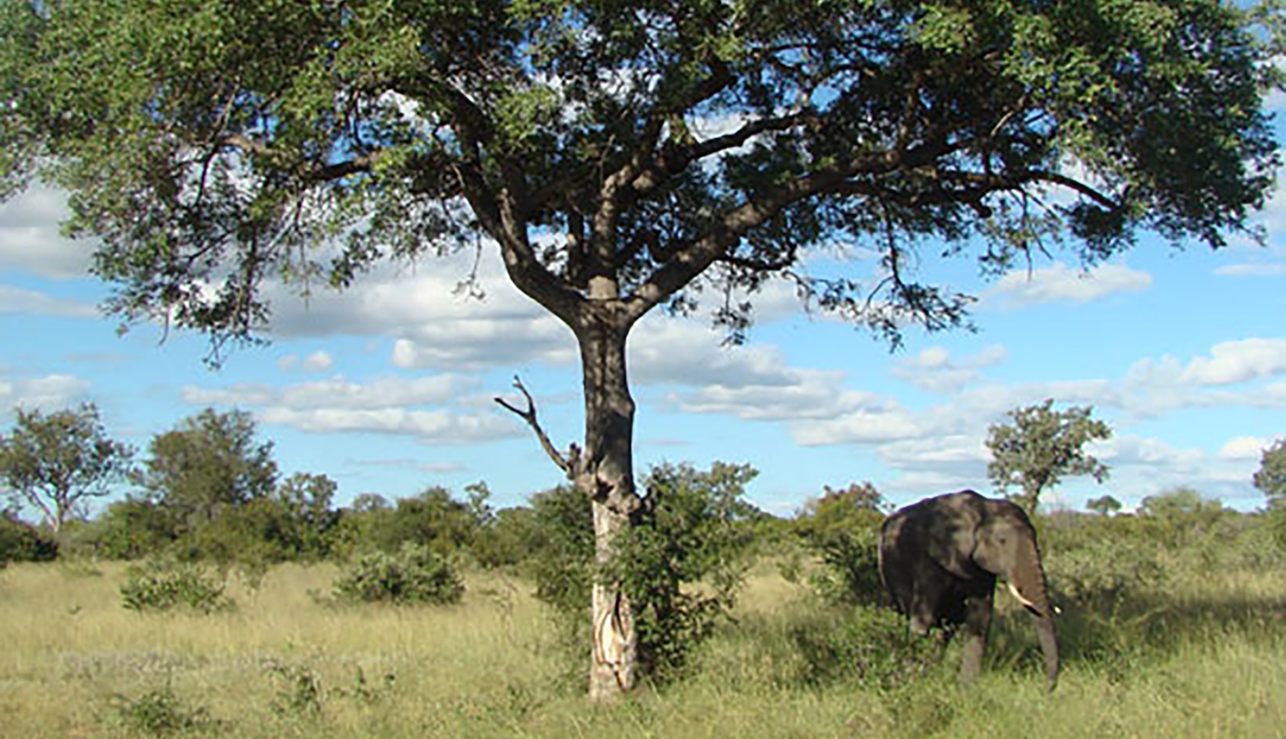 Timbavati Game Reserve