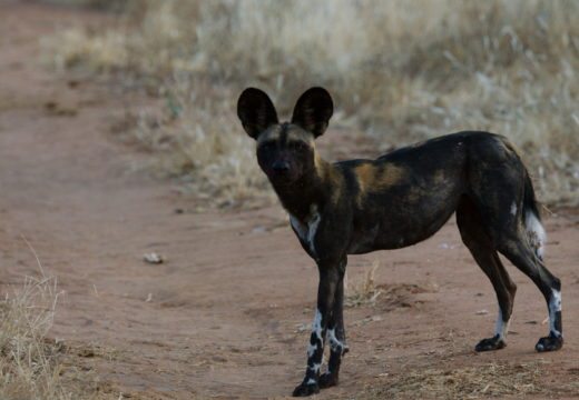 namunyak-wildlife-conservancy