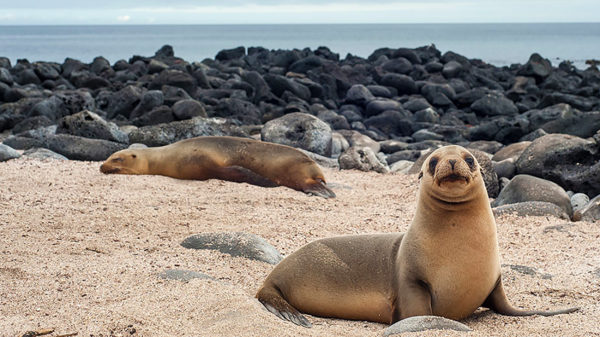 Sea lion - Galapagos