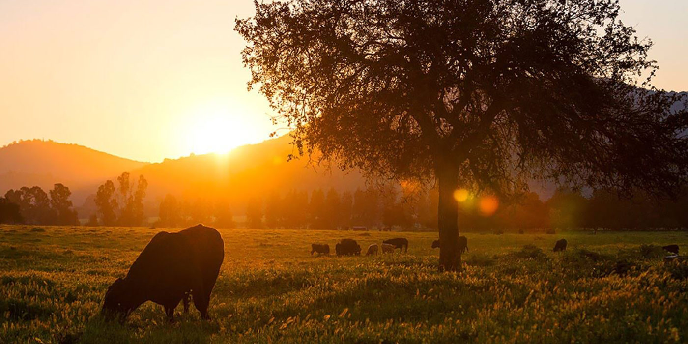 Matetic Vineyard sunset cow winery