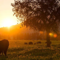 Matetic Vineyard sunset cow winery