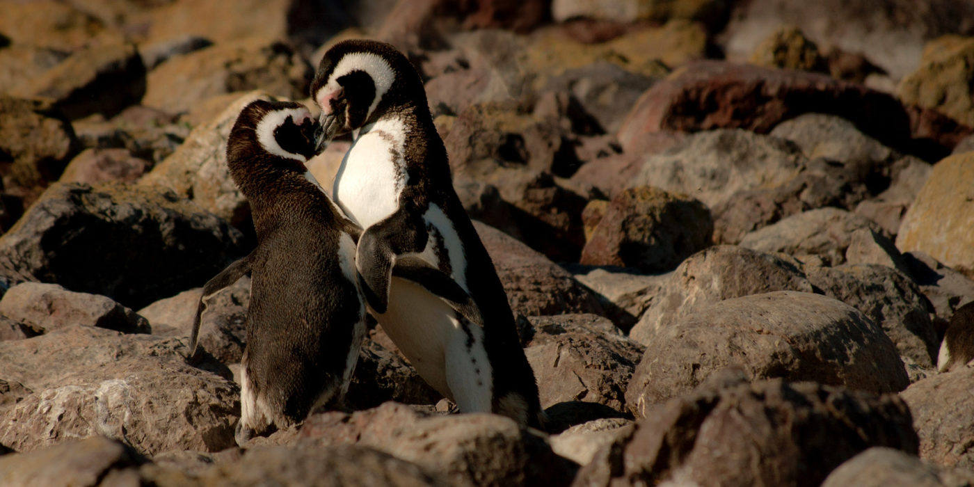 Puerto-Deseado-Argentina-Penguins