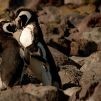 Puerto-Deseado-Argentina-Penguins