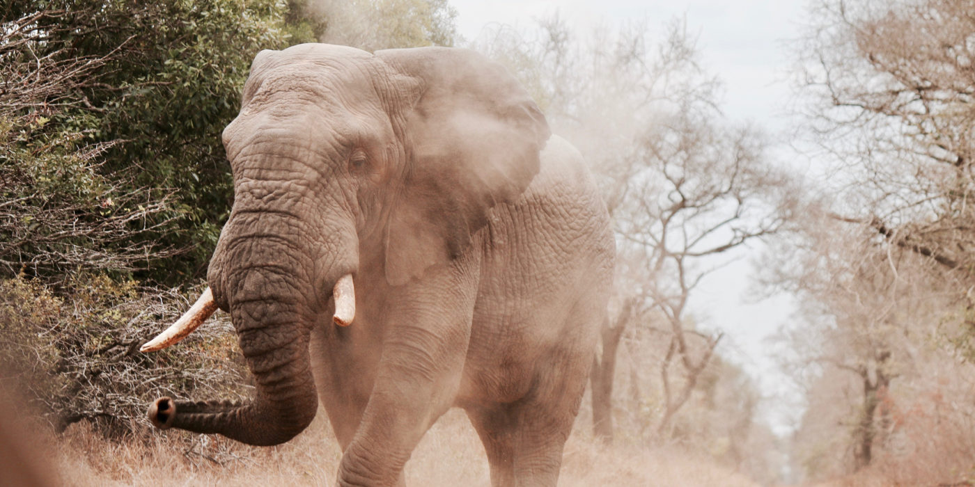 elephant-south-africa-safari