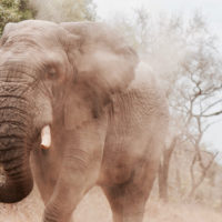 elephant-south-africa-safari