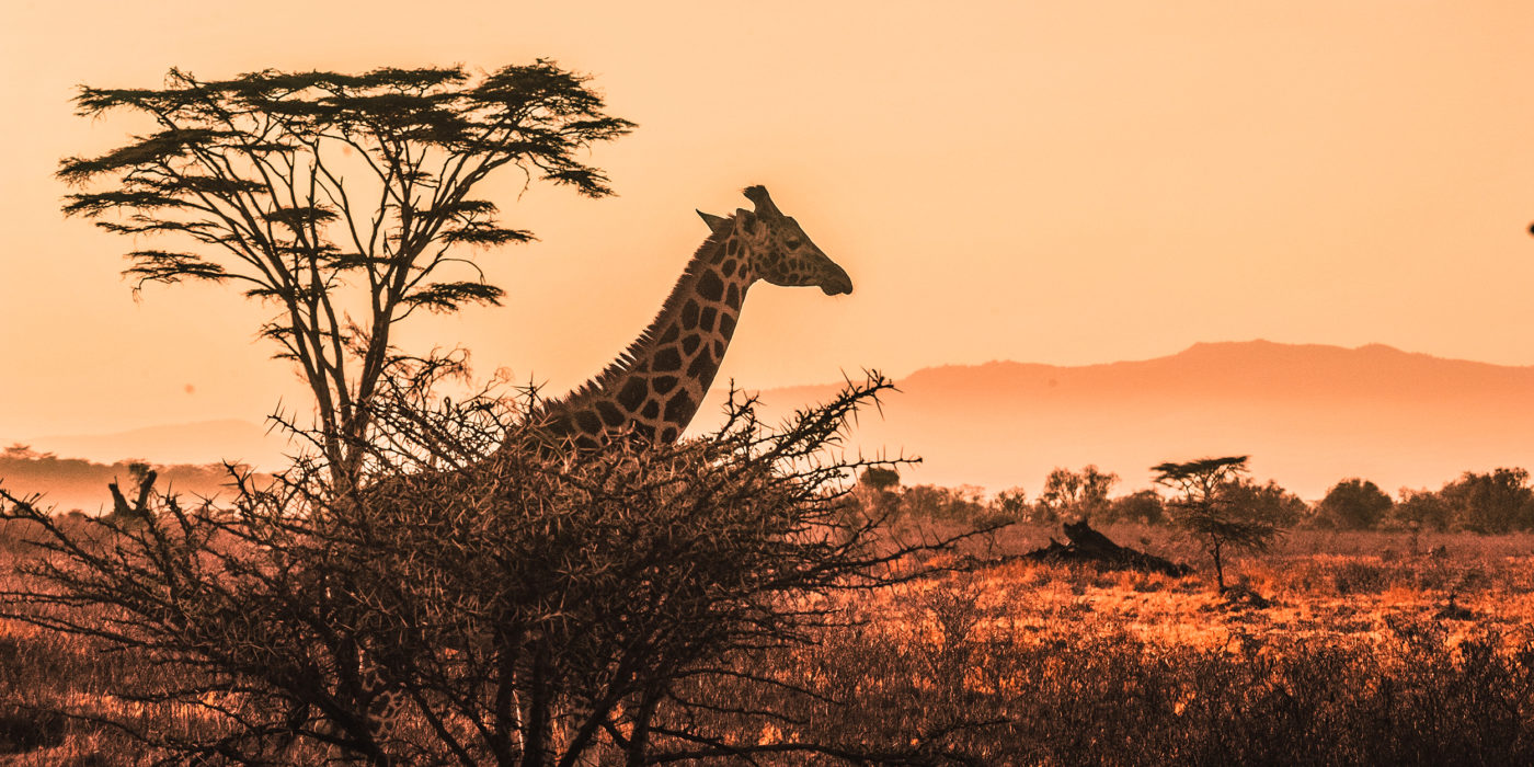 giraffe-south-africa-plains-safari