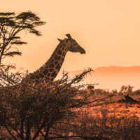 giraffe-south-africa-plains-safari