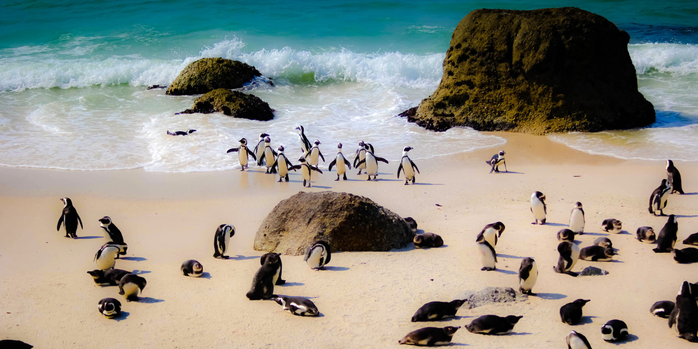 south-africa-penguin-cape-town