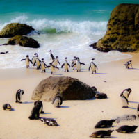 south-africa-penguin-cape-town