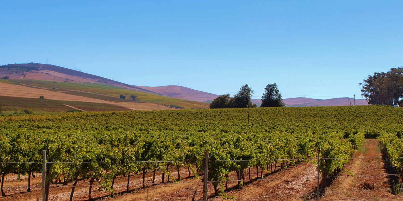 south-africa-wineland-wine-vineyard