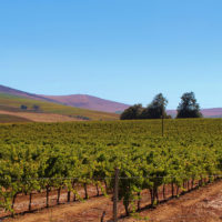 south-africa-wineland-wine-vineyard