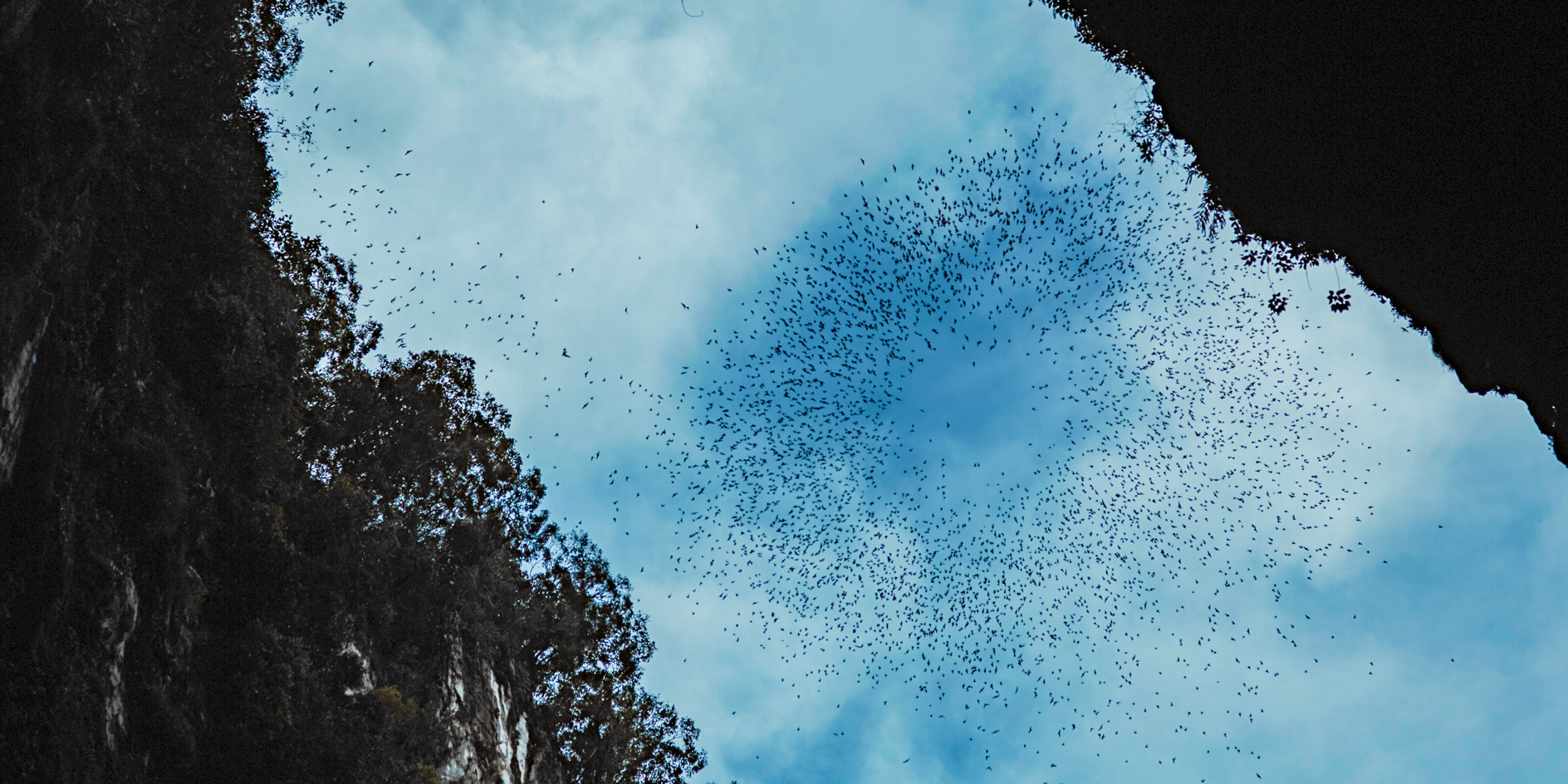 Post Navigation   Fruit Bat Exodus Deer Cave 1A Mulu Malaysia Day 9 