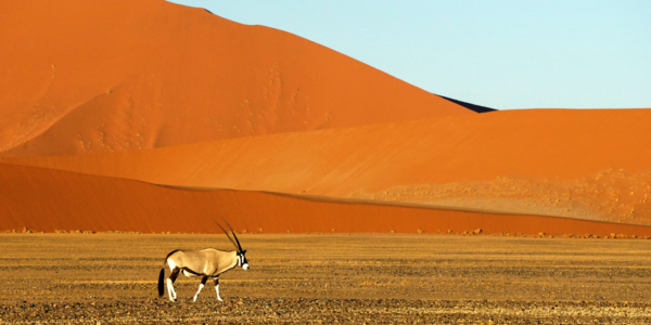 wild-horizons-namibia-botswana-south-africa