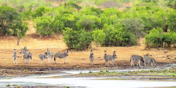 wild-horizons-namibia-botswana-south-africa